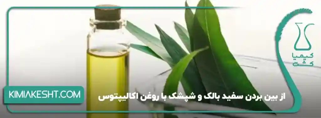 از بین بردن سفید بالک و شپشک با روغن اکالیپتوس