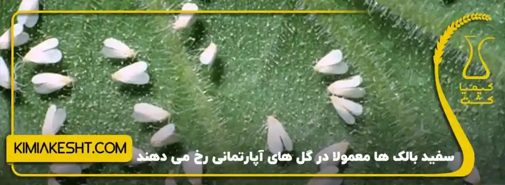 سفید بالک