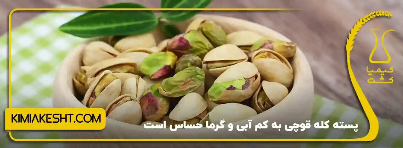 پسته کله قوچی