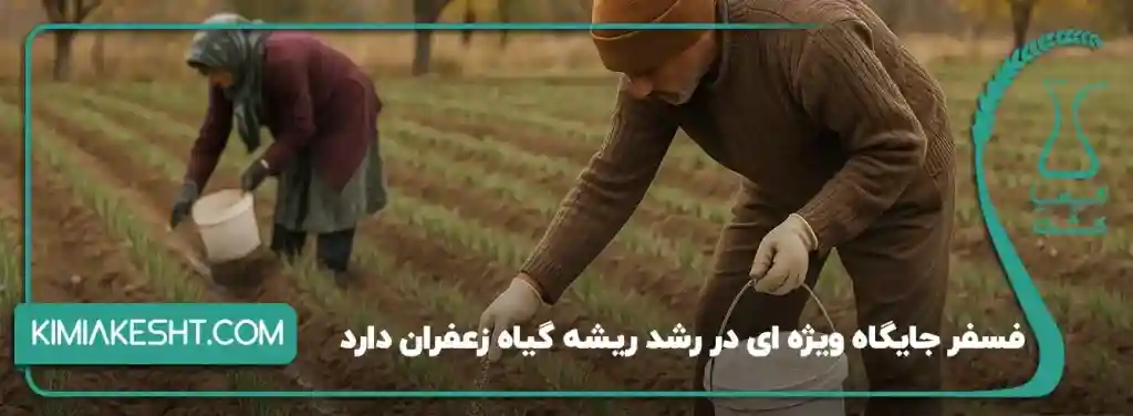 فسفر جایگاه ویژه ای در رشد ریشه گیاه زعفران دارد