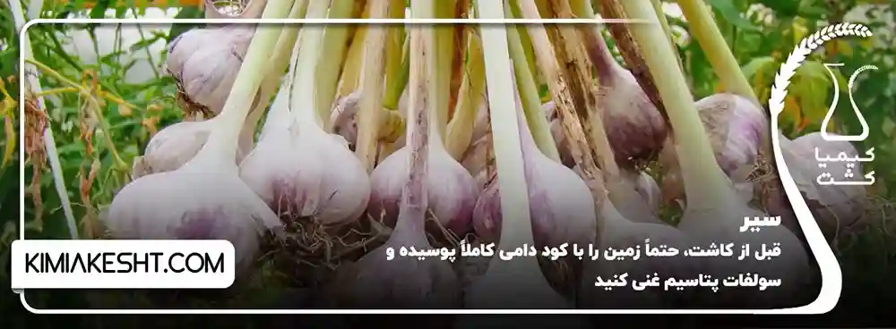 سیر