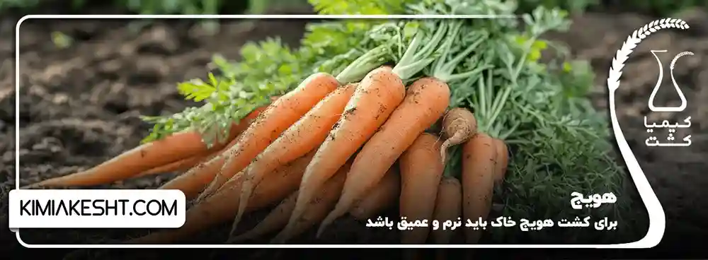 هویج