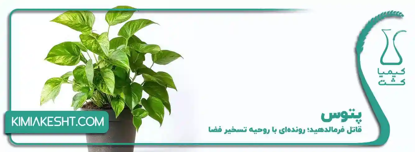 پتوس