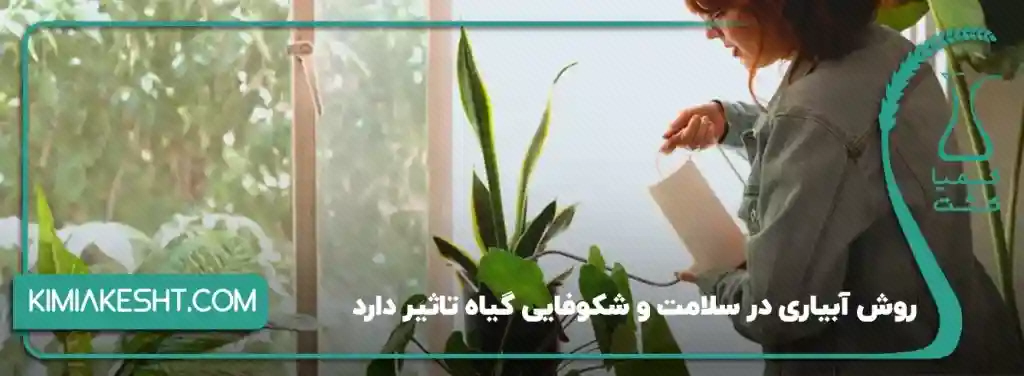 رسیدگی به گلدان‌های کنار پنجره با آبپاش دستی