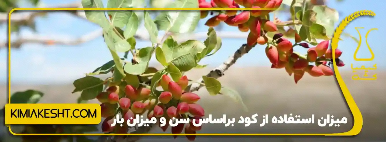 خوشه‌های پسته روی درخت؛ مقدار کود به سن، بار و شرایط باغ وابسته است