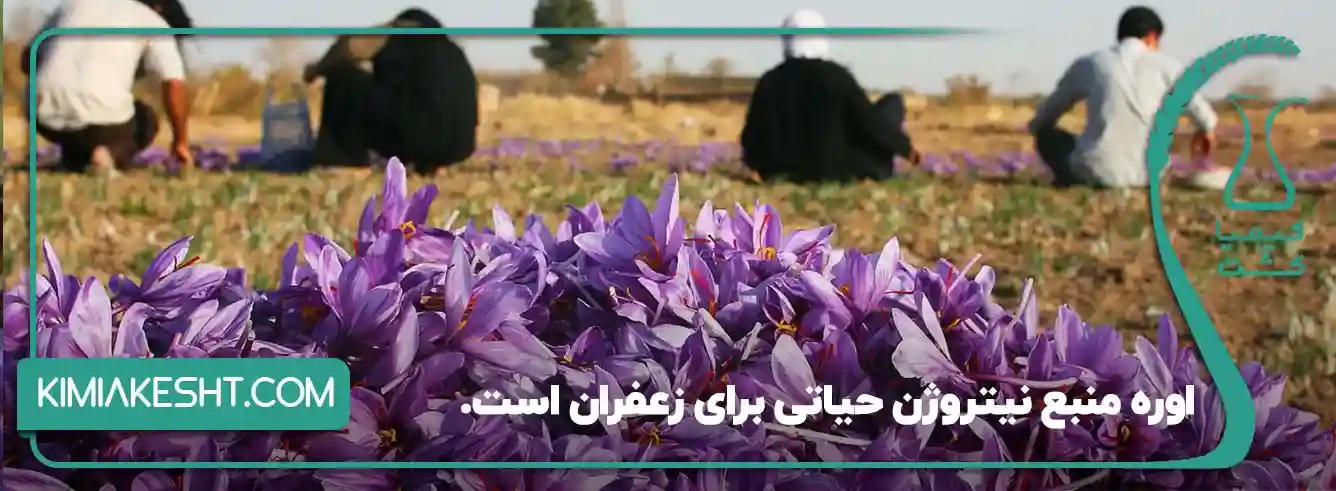 نقش کود سفید (کود اوره) در کشت زعفران - 5 نقش حیاتی نیتروژن (اوره) در زعفران