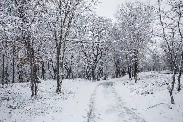 بهترین کود زمستانه برای درخت پسته - تصویر توضیحات 1