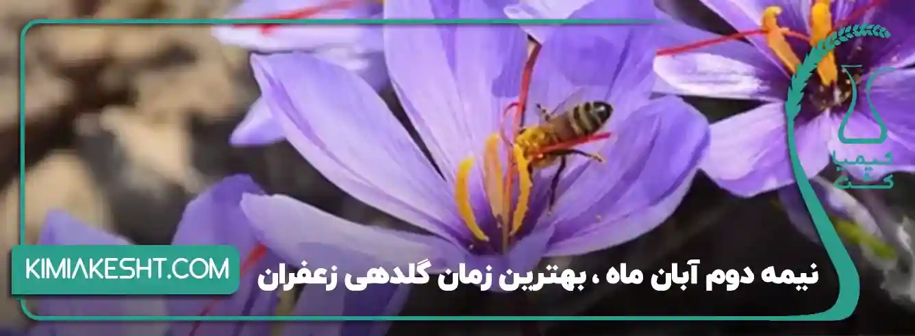 گلدهی زعفران در سال، چند دفعه است؟ - تصویر توضیحات 1