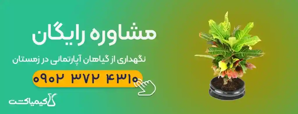 6 نوع گیاه آپارتمانی مناسب زمستان + نکات مراقبت - 4. محافظت از سرما