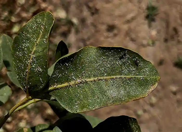 پسیل چیست