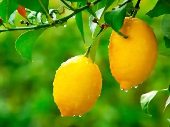 تأثیر آبوهوا در مناطق مختلف کشت بر درخت لیمو شیرین