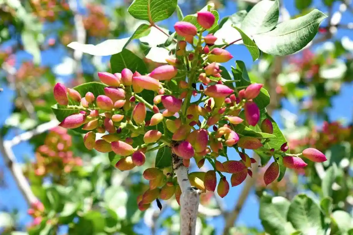 کوددهی درخت پسته