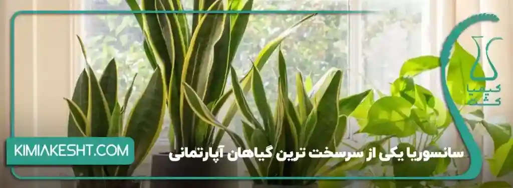 6 نوع گیاه آپارتمانی مناسب زمستان + نکات مراقبت - 1️⃣ سانسوریا (شمشیری)