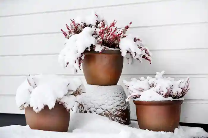 بایدها و نبایدهای درختان در فصل زمستان