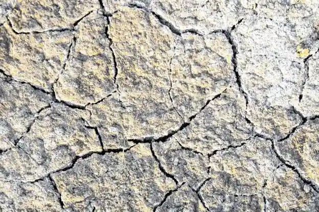 11 علت زردی برگ زعفران + درمان آن - 9. تجمع نمک در خاک