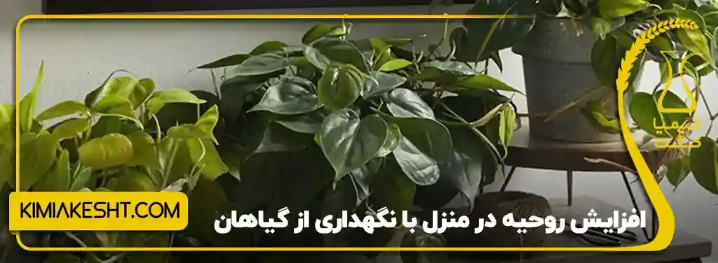 6 نوع گیاه آپارتمانی مناسب زمستان + نکات مراقبت - 5 تاثیر وجود گیاهان در منزل
