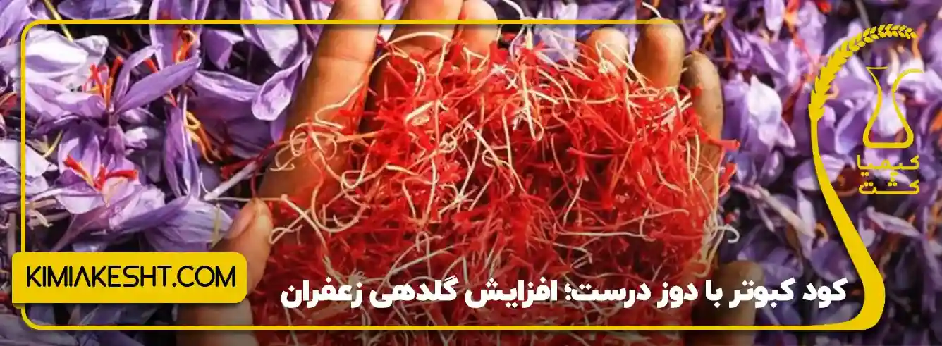 مقدار مصرف کود کبوتر برای زعفران - آیا کود کبوتر برای زعفران خوب است؟