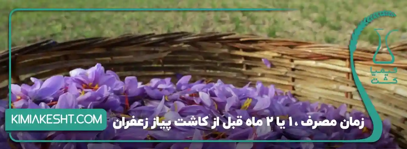 مقدار مصرف کود کبوتر برای زعفران - قبل از کاشت (آمادهسازی بستر)