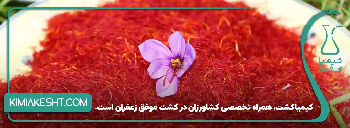 کیمیاکشت،همراه تخصصی کشاورزان در کشت موفق زعفران