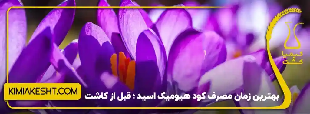 زمان مصرف کود هیومیک اسید برای گل زعفران