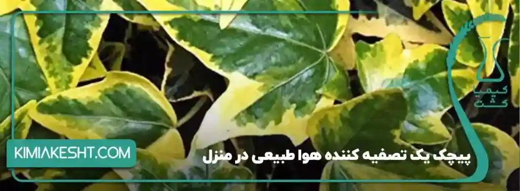 6 نوع گیاه آپارتمانی مناسب زمستان + نکات مراقبت - 3️⃣ پیچک انگلیسی
