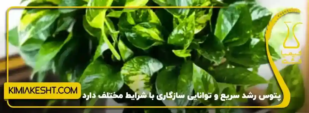 گیاه پتوس
