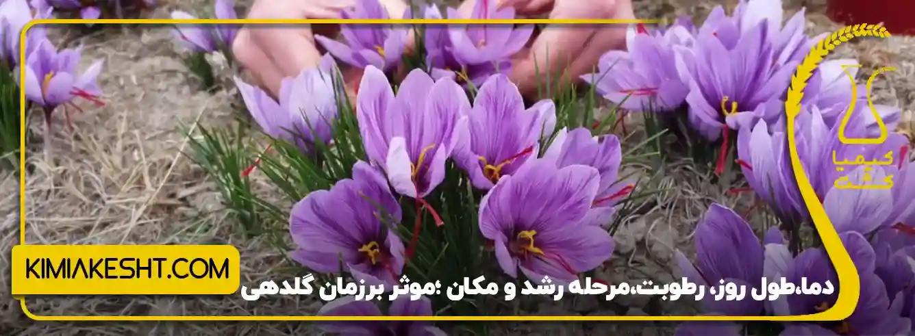 گلدهی زعفران در سال، چند دفعه است؟ - 5 عامل مهم و موثر بر “بهترین” زمان گلدهی چیست؟