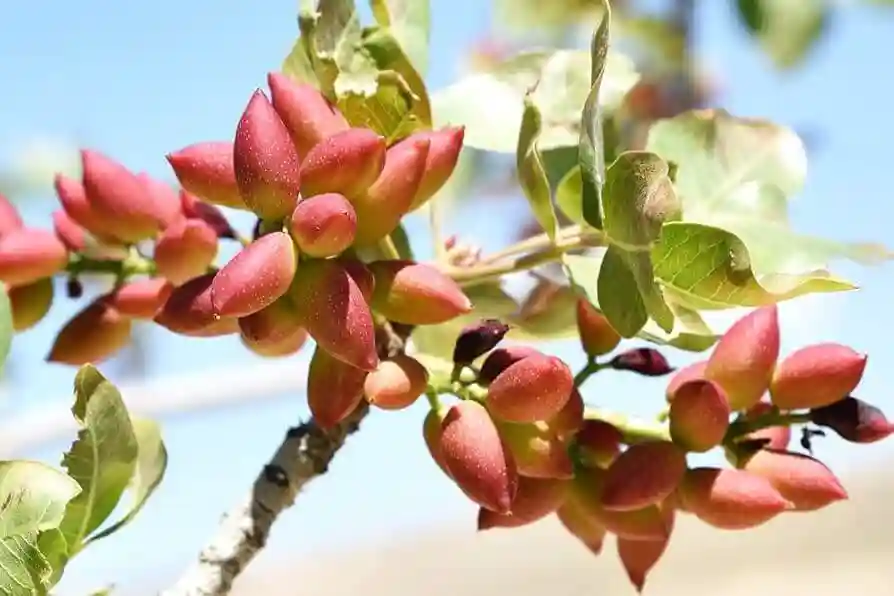بهترین کود حیوانی برای درخت پسته - تصویر توضیحات 1