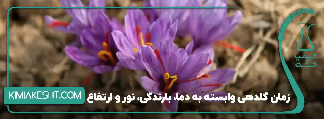 گلدهی زعفران در سال، چند دفعه است؟ - 4 عامل مؤثر بر تفاوت زمان گلدهی