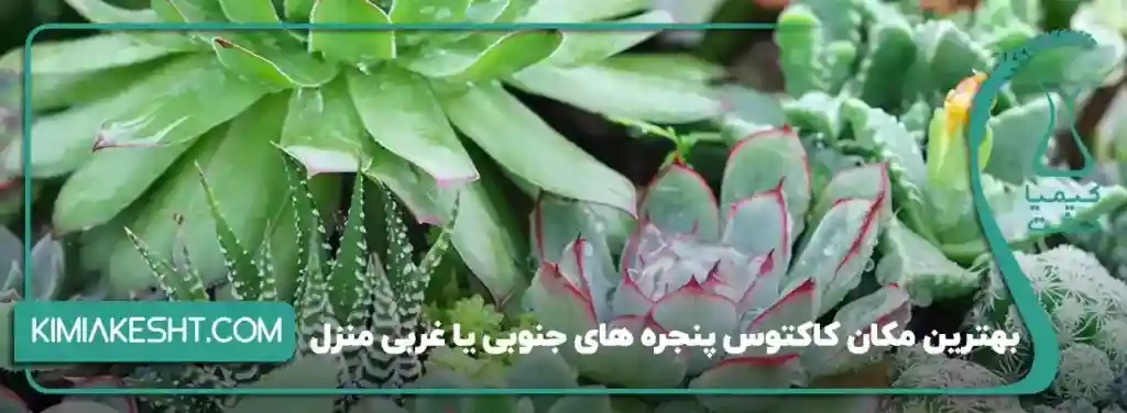 کاکتوس