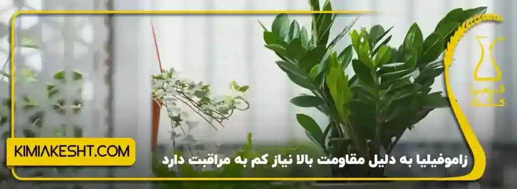 6 نوع گیاه آپارتمانی مناسب زمستان + نکات مراقبت - 2️⃣ زاموفیلیا