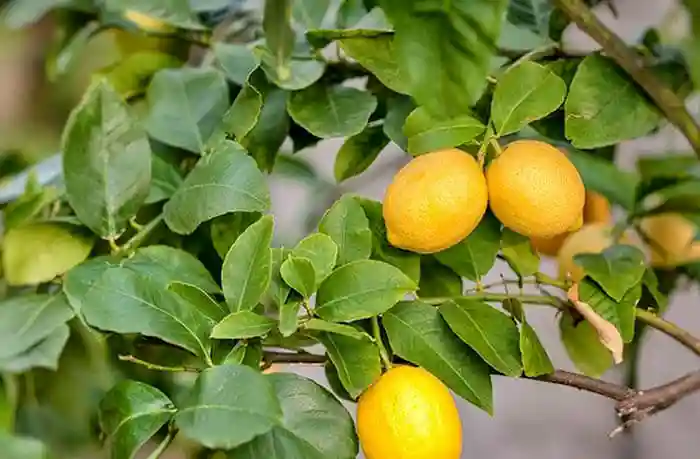 راههای افزایش باردهی درخت لیمو شیرین