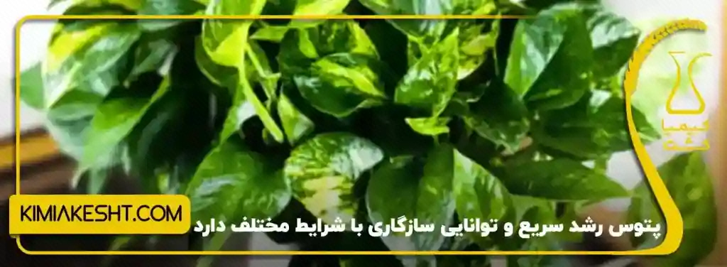 مجموعه برگ‌های سبز و زرد پتوس ابلق