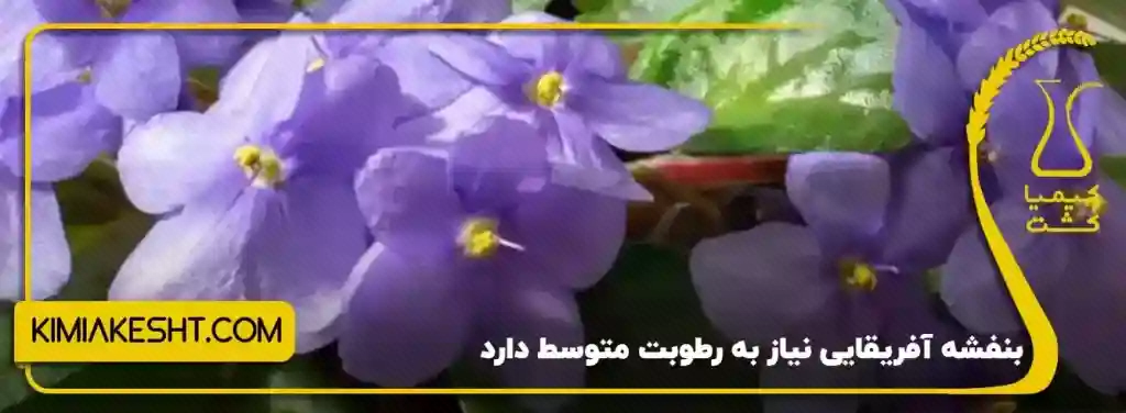 گل‌های بنفش بنفشه آفریقایی در کنار برگ‌های سبز آن