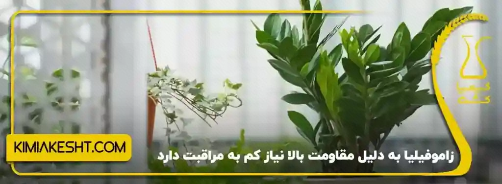 زامیفولیا با برگچه‌های سبز براق در گلدان داخل خانه