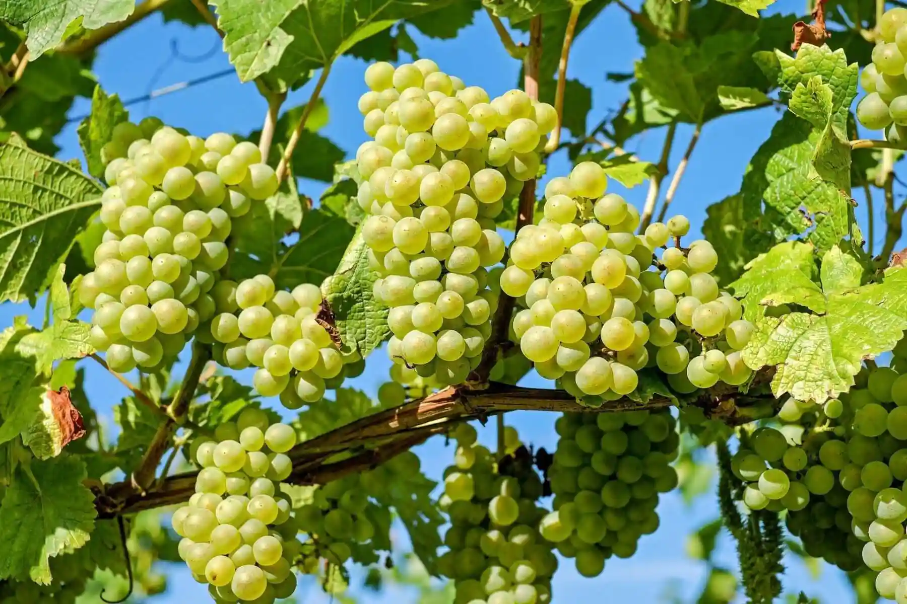 چگونه درخت انگور را پربار کنیم ؟ - 12 نکته مهم در پربارسازی درخت انگور