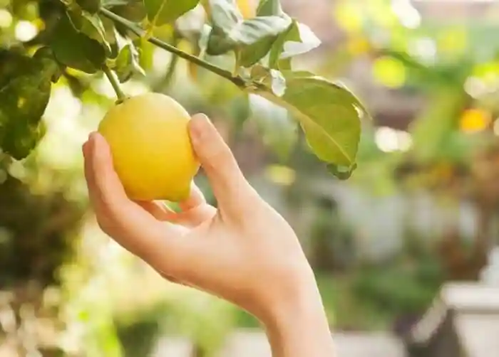 علت رشد نکردن درخت لیمو ترش
