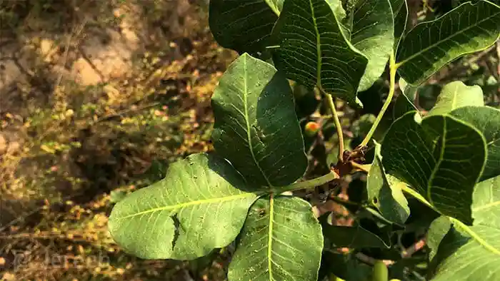 چرخه‌ (سیکل) زندگی پسیل - نحوه خسارت پسیل معمولی پسته - نمای 2