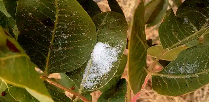 چرخه‌ (سیکل) زندگی پسیل - نحوه خسارت پسیل معمولی پسته
