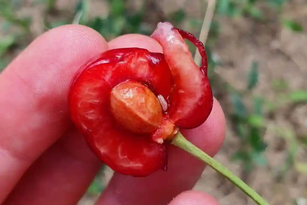 برای درشت شدن میوه گیلاس چه کنیم - جلوگیری از کرم خوردگی میوه گیلاس
