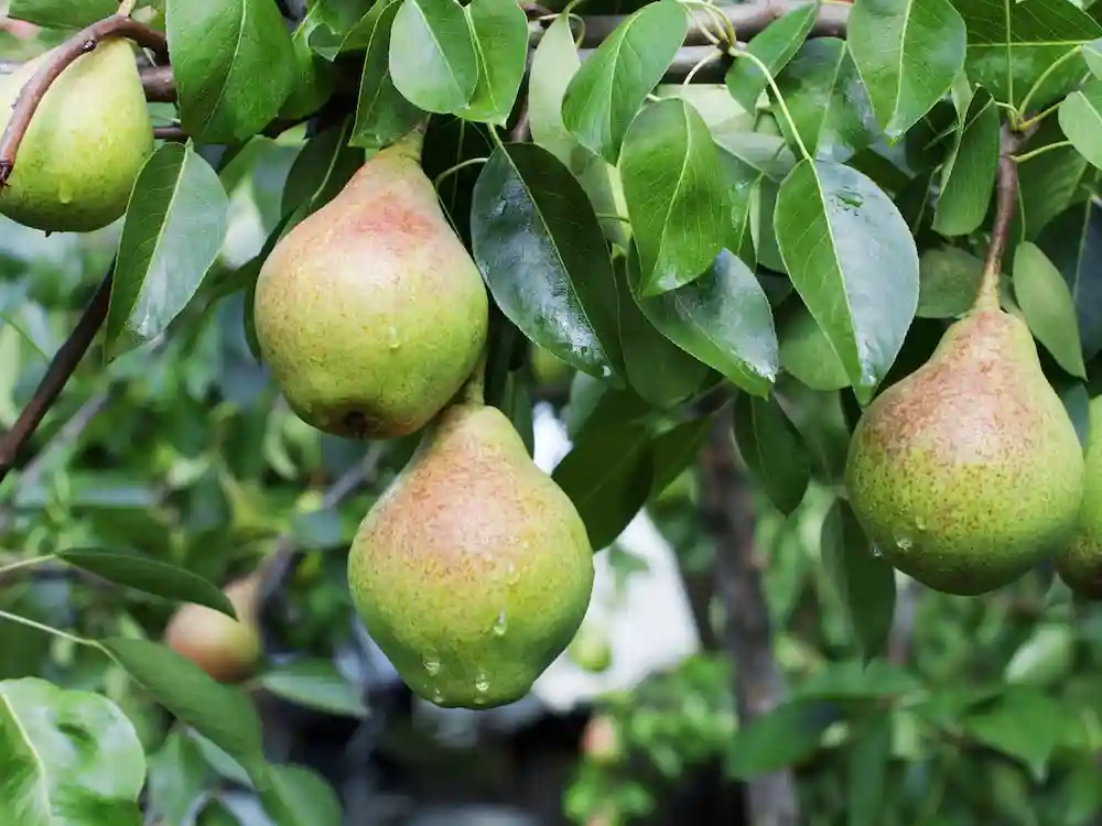 درباره میوه دهی درخت گلابی
