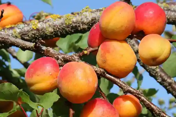 افزودن میزان قند