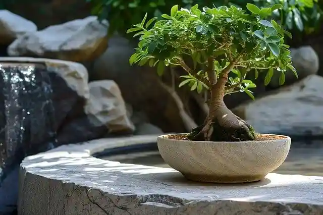 بهترین کود برای بونسای