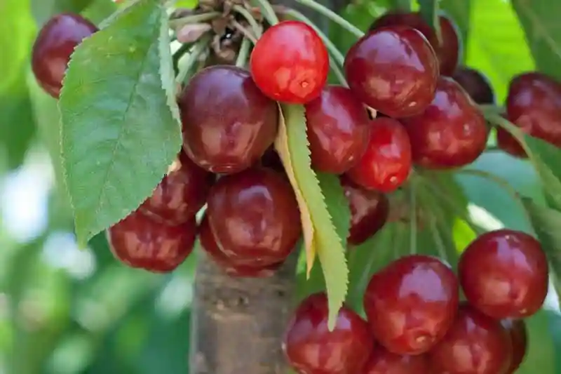 درخت گیلاس چند سال یک‌بار میوه می‌دهد
