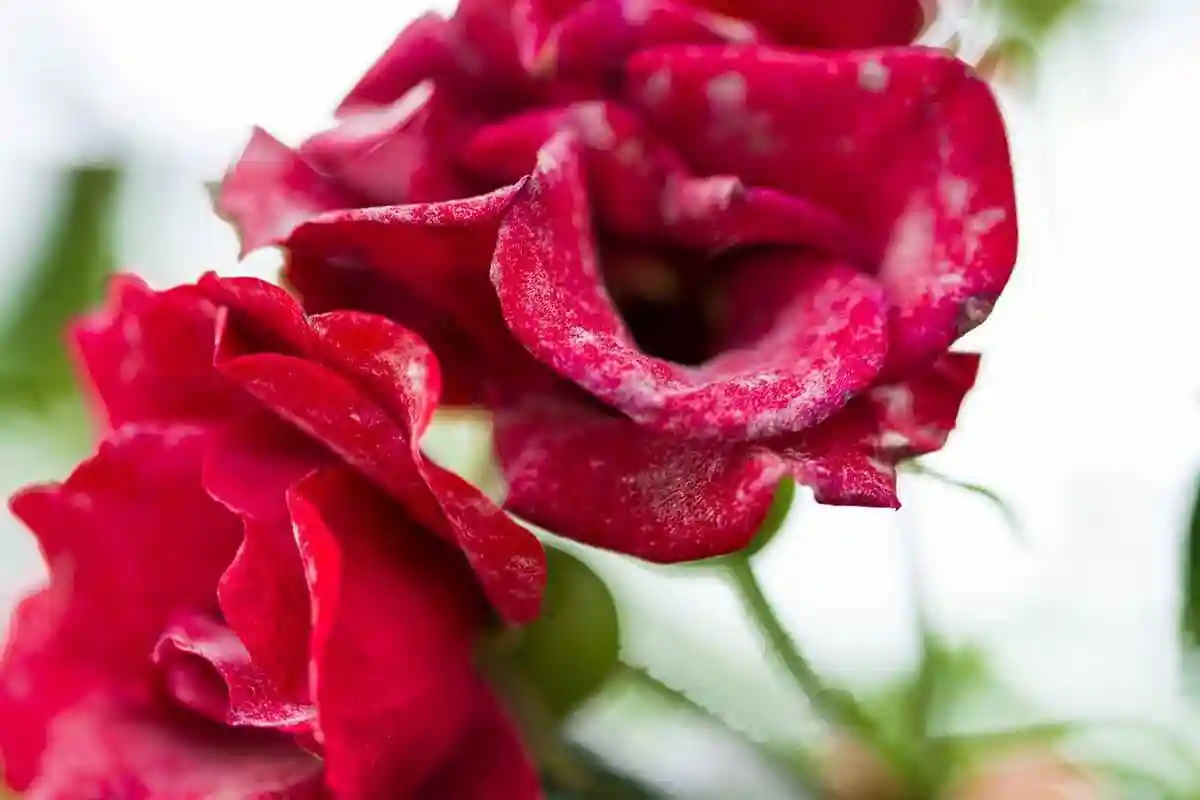 علت سفیدک زدن روی گل