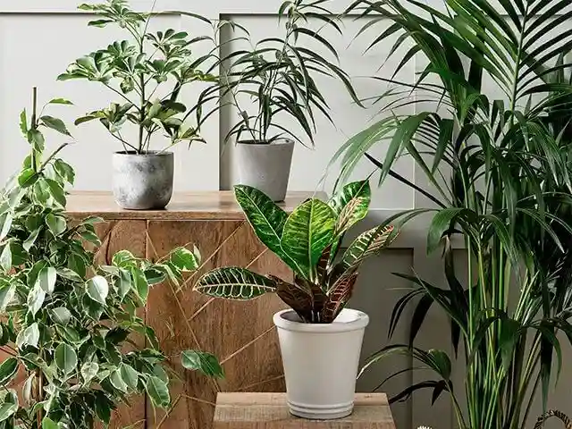 برای سبز شدن برگ گیاهان چه کنیم - بررسی راهکارهایی برای سبز و شاداب تر شدن برگ گیاهان - نمای 4