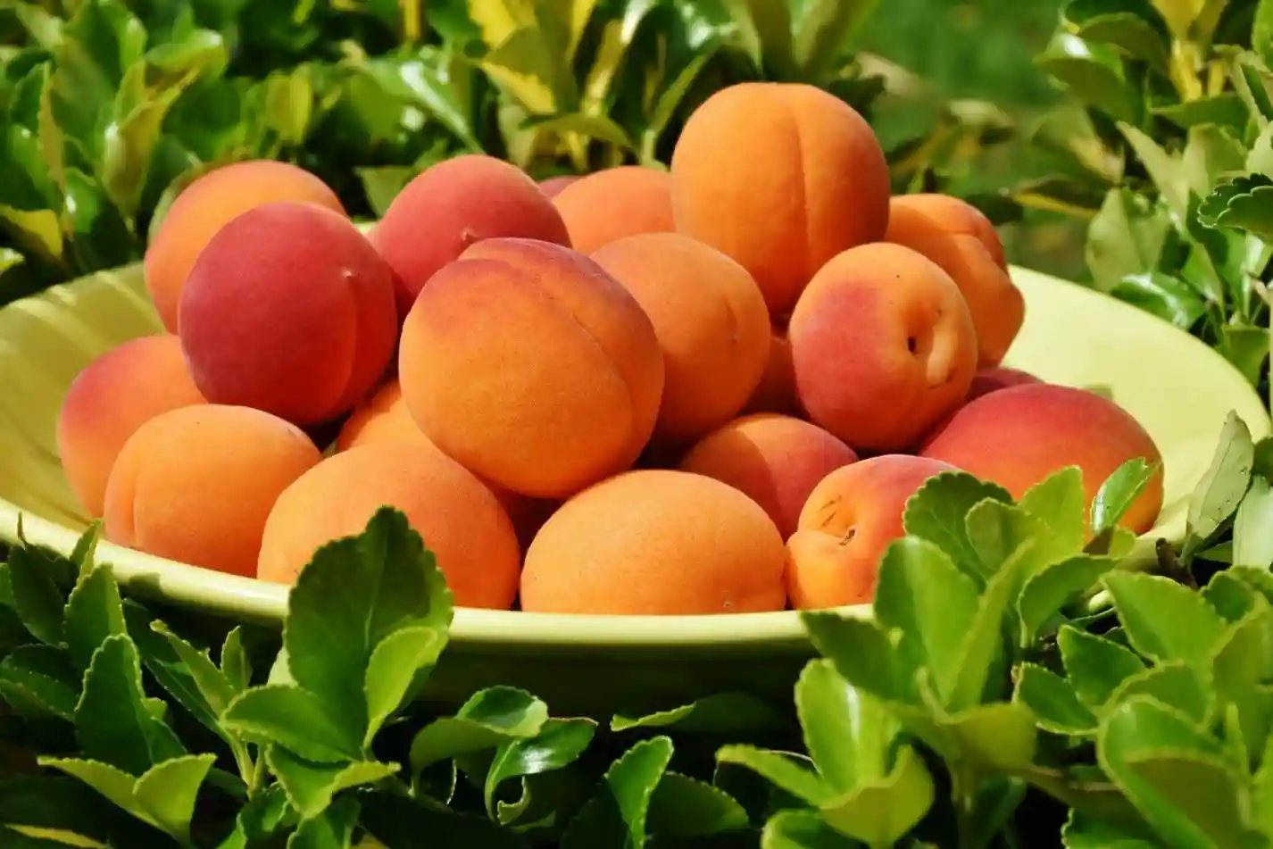 شیرین و درشت شدن زردآلو