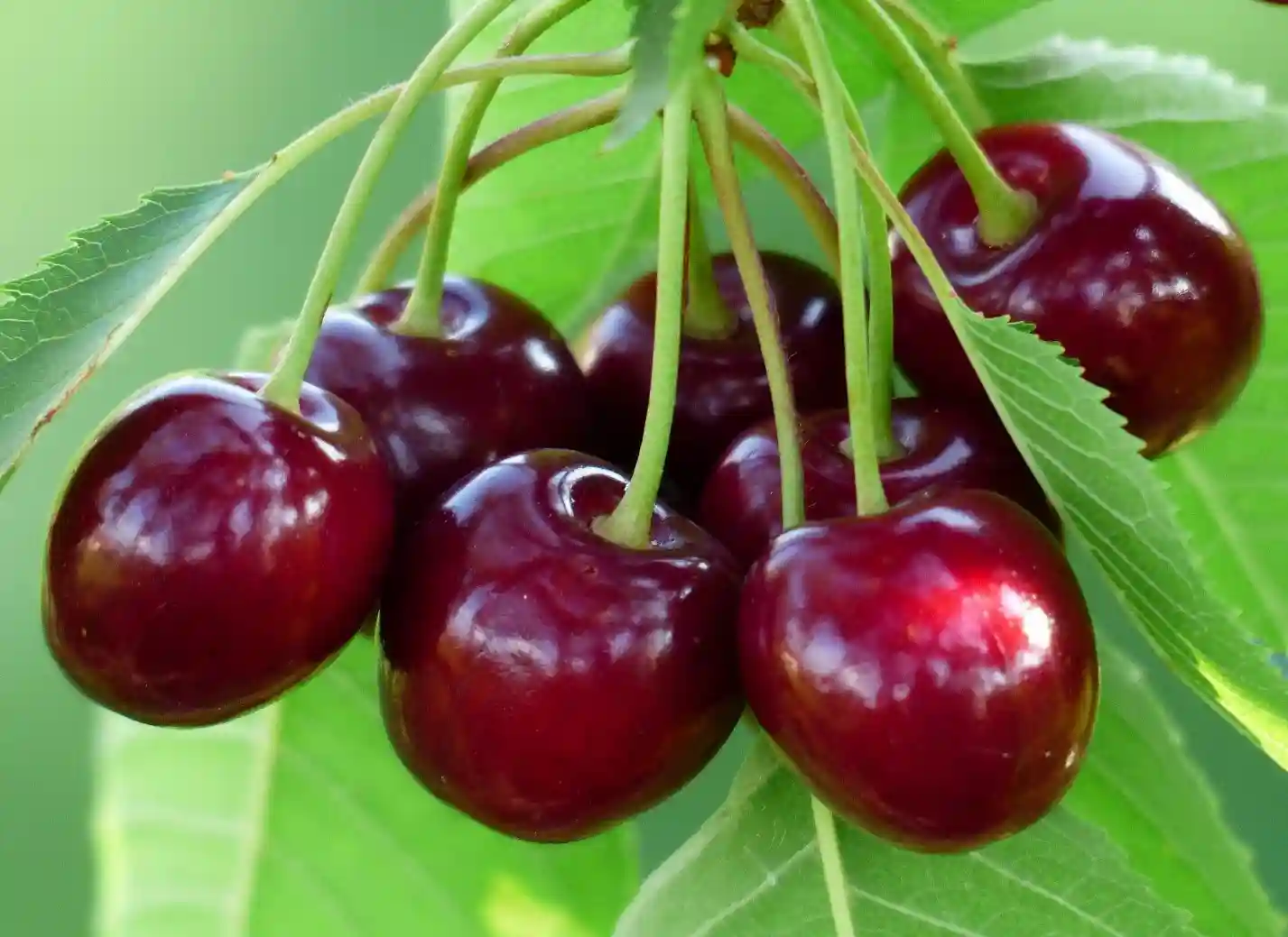 برای درشت شدن میوه گیلاس چه کنیم - تصویر توضیحات 1