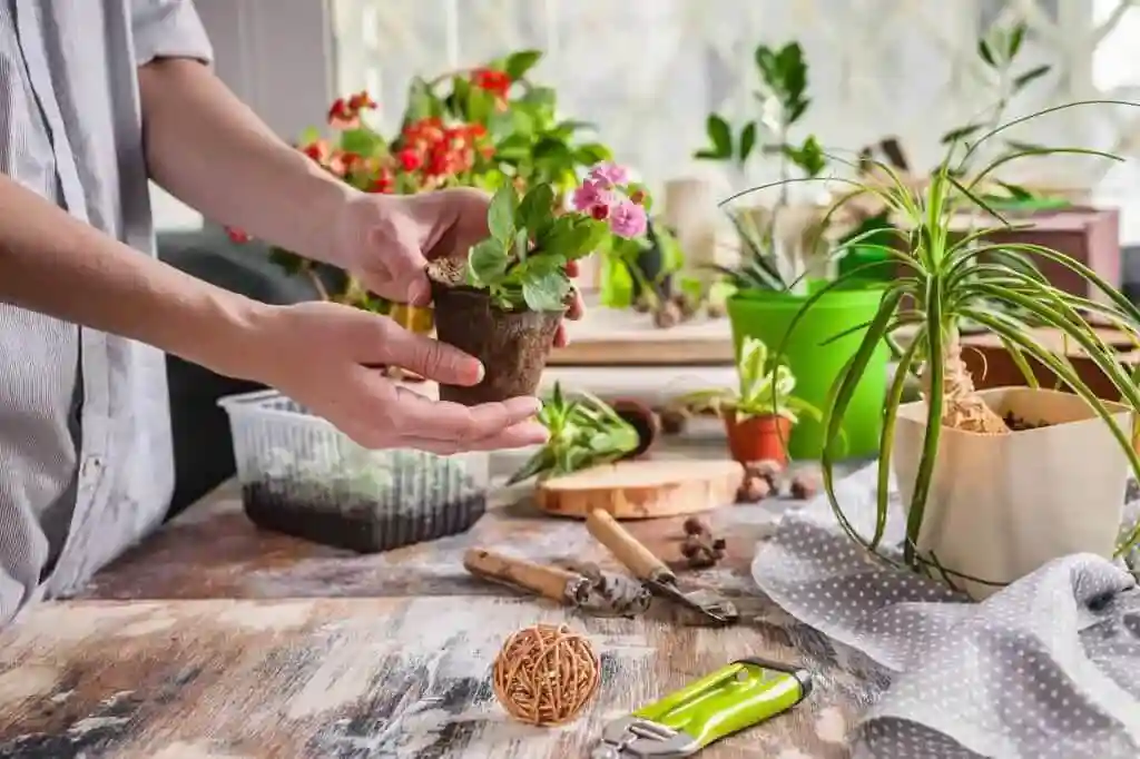راه‌های جلوگیری از بیماری گیاهان و درختان
