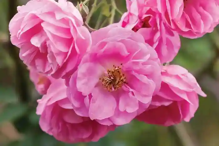 بهترین کود برای گل محمدی - خرید کود گل محمدی